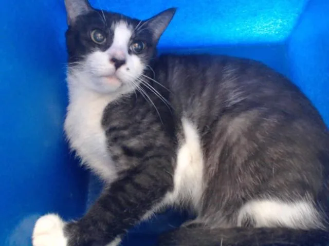 An adult medium-sized female Domestic Short Hair cat named Cuddles for adoption in Orlando, FL
