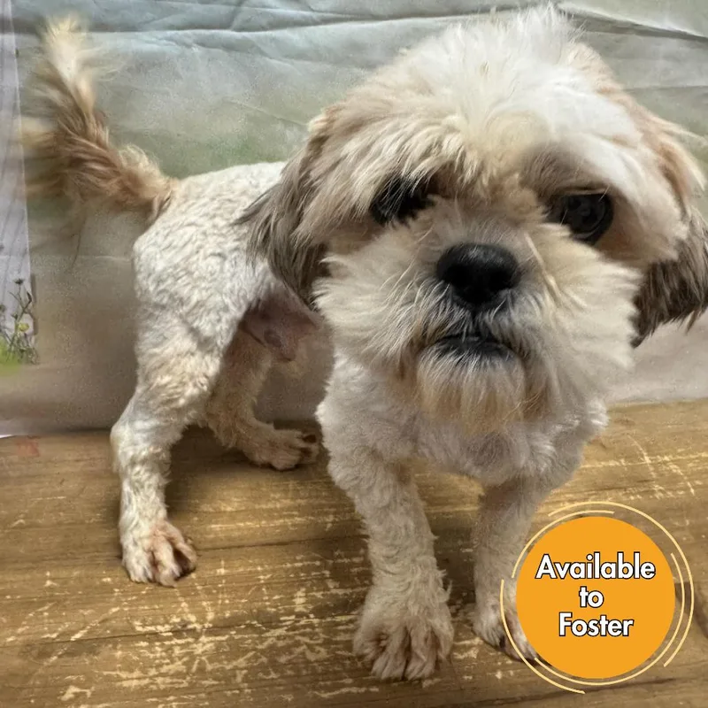 An adult small-sized male Golden Shih Tzu dog named Orville for adoption in Normal, IL