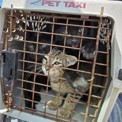 A baby small-sized female Black Domestic Short Hair cat named Bunny for adoption in Lake Jackson, TX