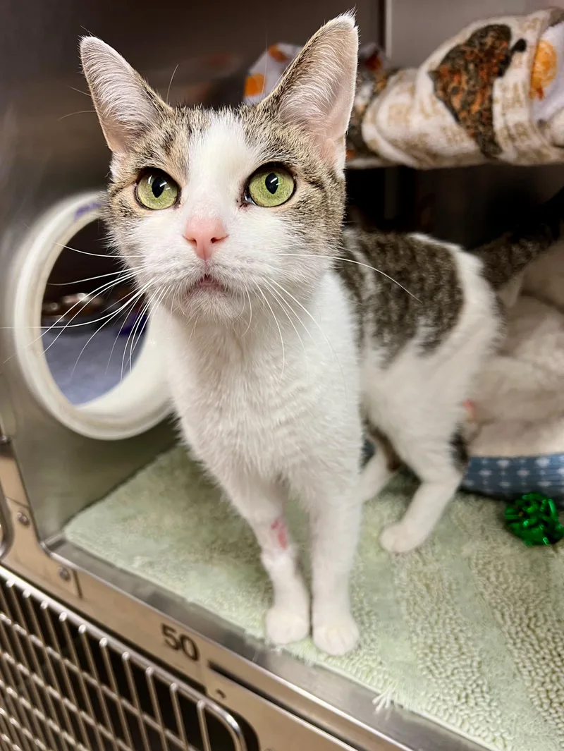 A senior medium-sized female Tabby (Brown / Chocolate) Domestic Short Hair cat named Bubba & Lucy  for adoption in Frederick, MD