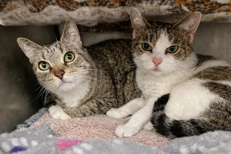 Bubba & Lucy  thumbnail 3