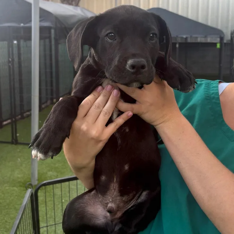 A baby small-sized male Black Pit Bull Terrier dog named Vinny for adoption in Tampa, FL