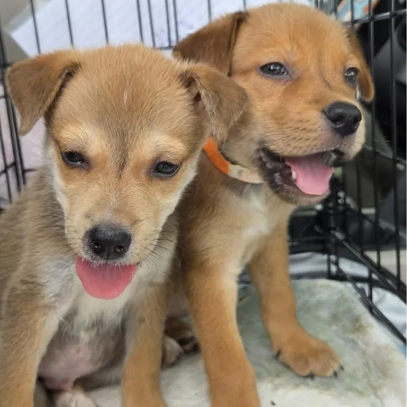 A baby small-sized female Yellow / Tan / Blond / Fawn Mixed Breed dog named Mellie for adoption in Spring Hill, KS