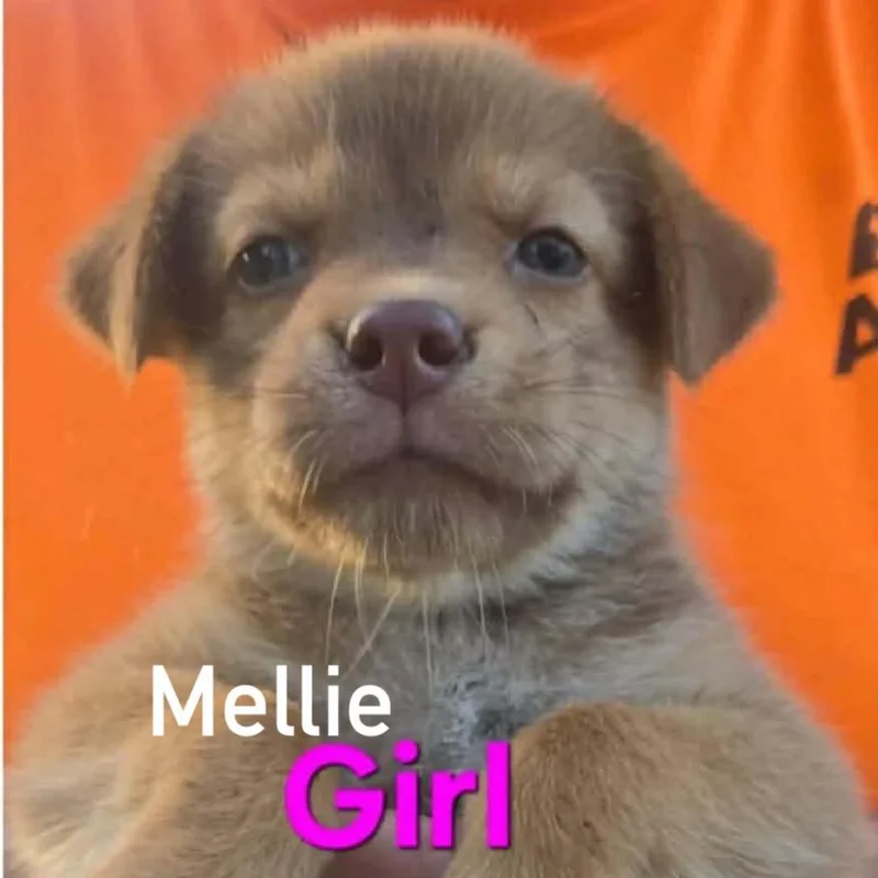 Mellie thumbnail 2