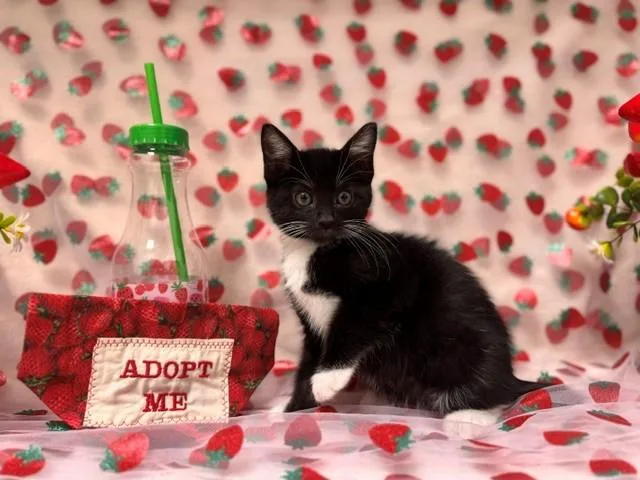 A baby small-sized female Domestic Short Hair cat named Miso for adoption in Fairfield, CA