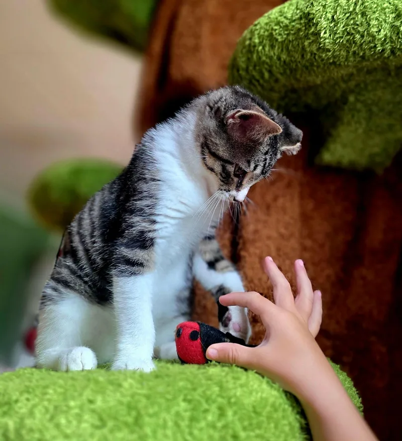 A baby medium-sized male Tabby (Tiger Striped) Domestic Short Hair cat named Kermit for adoption in Warsaw, IN