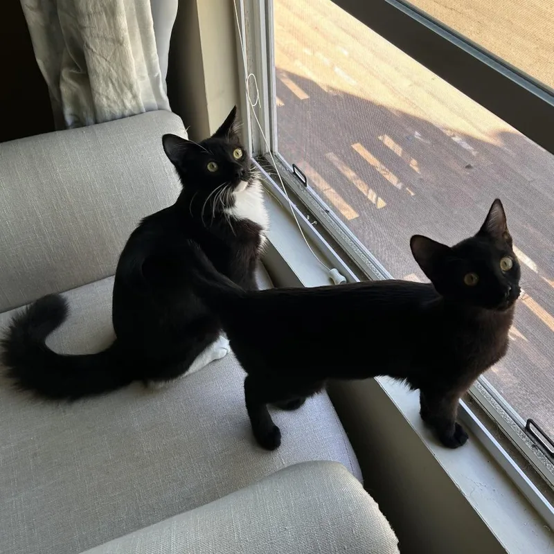 A baby medium-sized male Domestic Medium Hair cat named Joe for adoption in Temecula, CA