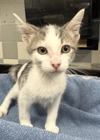 A baby small-sized male Domestic Short Hair cat named A for adoption in San Pedro, CA