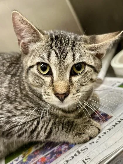 A baby medium-sized male Black Domestic Short Hair cat named Shrike for adoption in Wichita, KS