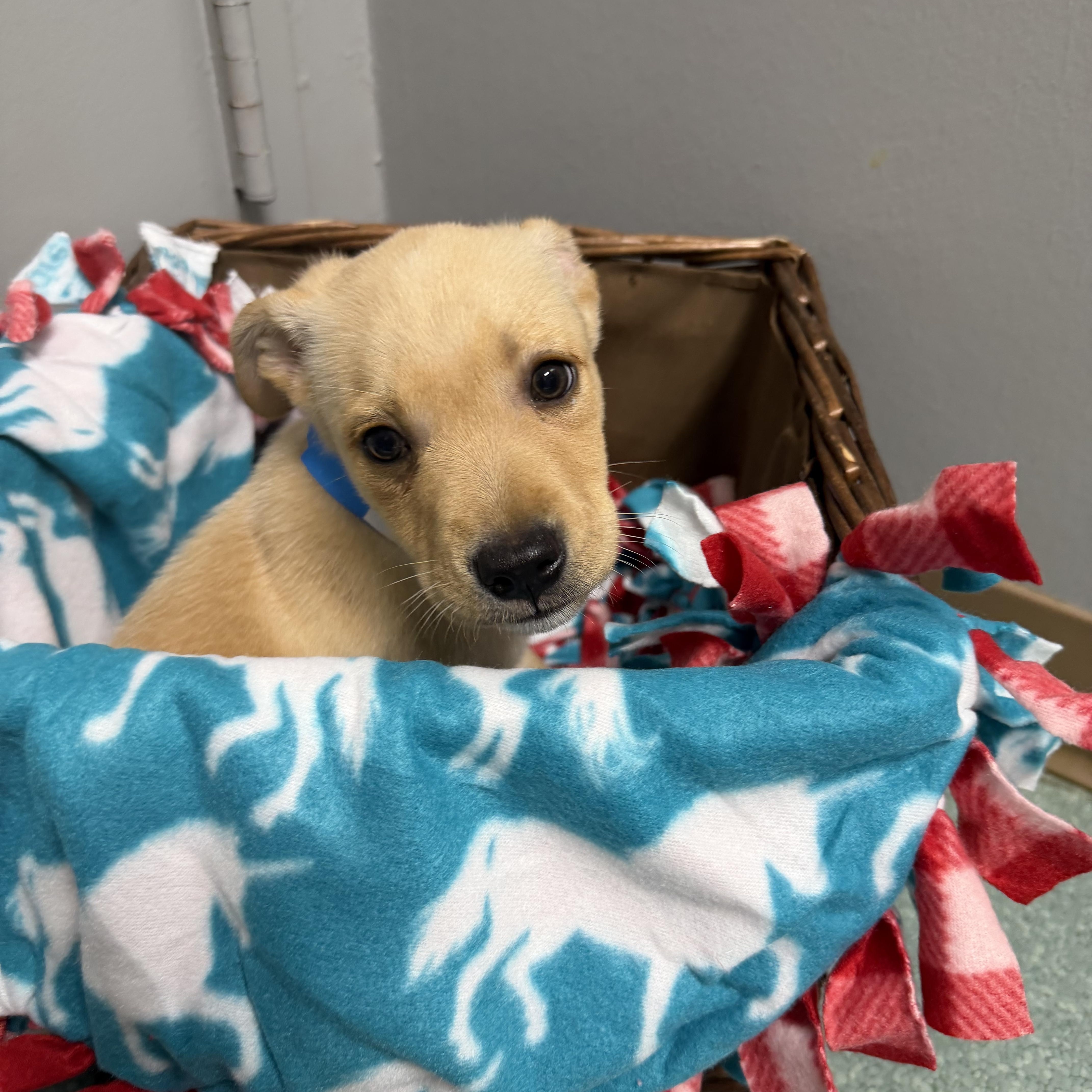 A baby medium-sized male Yellow / Tan / Blond / Fawn Labrador Retriever dog named Roulette for adoption in Tomball, TX