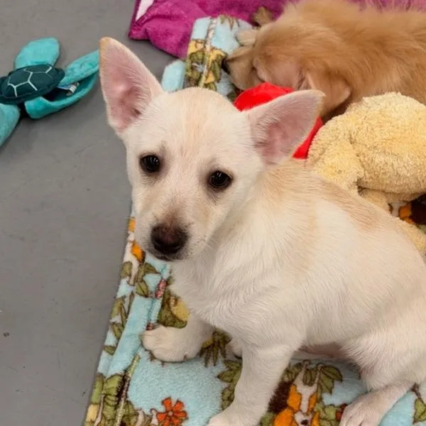 A baby small-sized male White / Cream Pomeranian dog named Cider for adoption in Point Richmond, CA