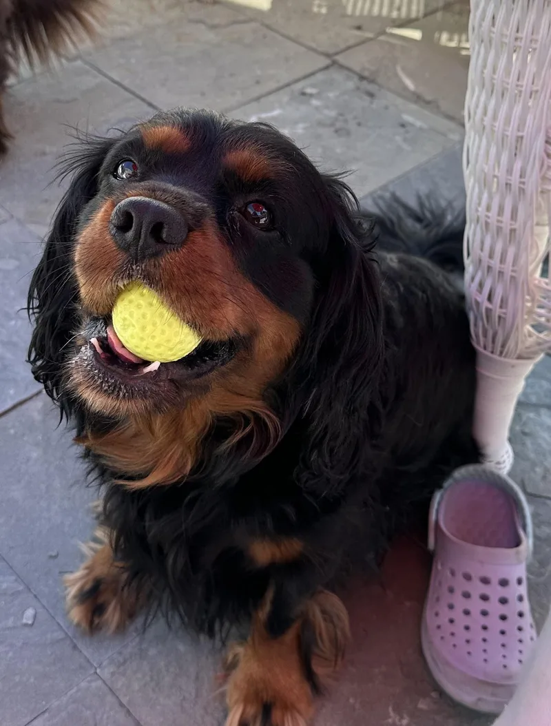 An adult medium-sized male Black Cavalier King Charles Spaniel dog named Teddy for adoption in St. Louis Park, MN