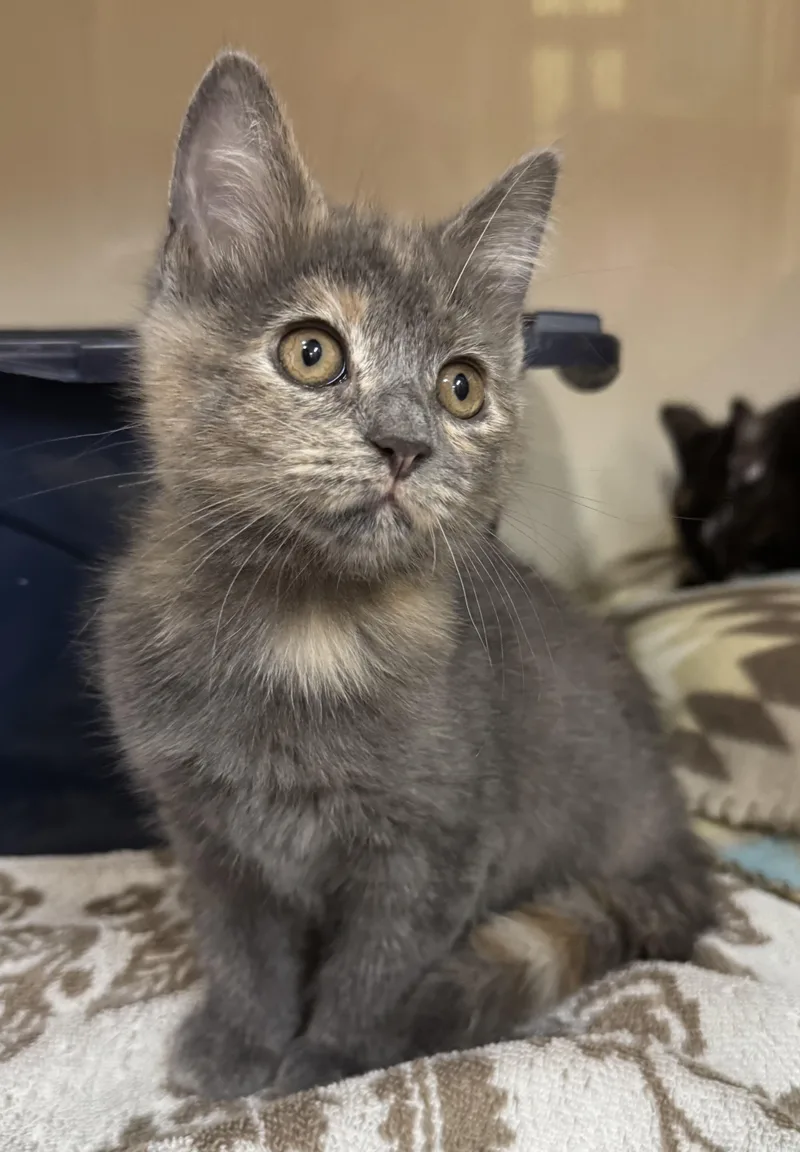 A baby medium-sized female Dilute Tortoiseshell Domestic Short Hair cat named Sophia for adoption in Tomah, WI
