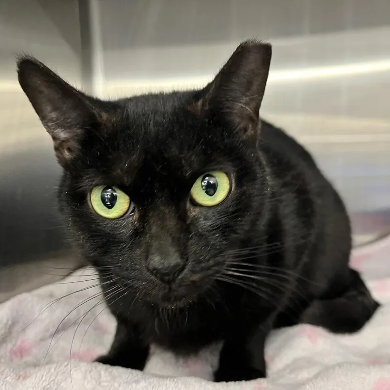An adult medium-sized female Black Domestic Short Hair cat named Sweetie Pie for adoption in Hamburg, NY