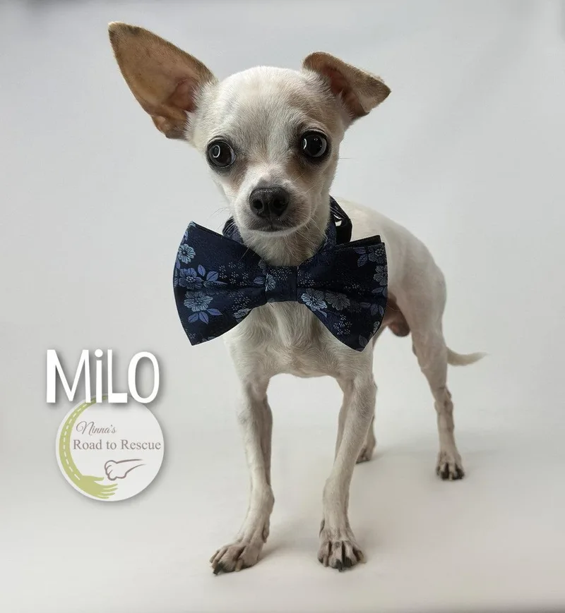 Milo thumbnail 2