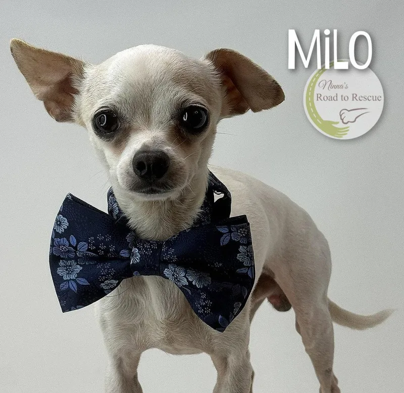 Milo thumbnail 3