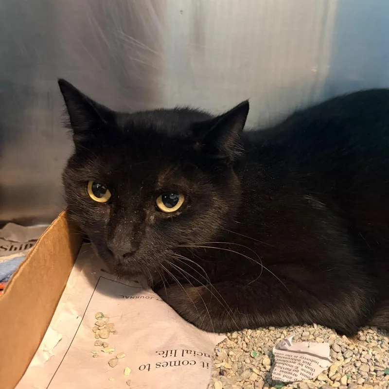 An adult large-sized male Black Domestic Short Hair cat named Peter Parker for adoption in Belleville, IL
