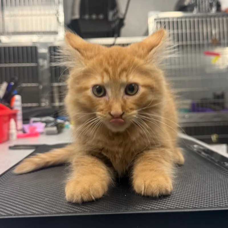 A baby small-sized male Domestic Medium Hair cat named Doc for adoption in Spokane, WA