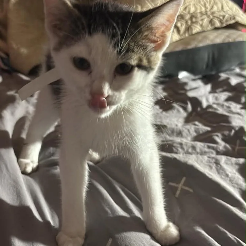 A baby small-sized male Gray / Blue / Silver Domestic Short Hair cat named Blitz for adoption in Gonzales, LA