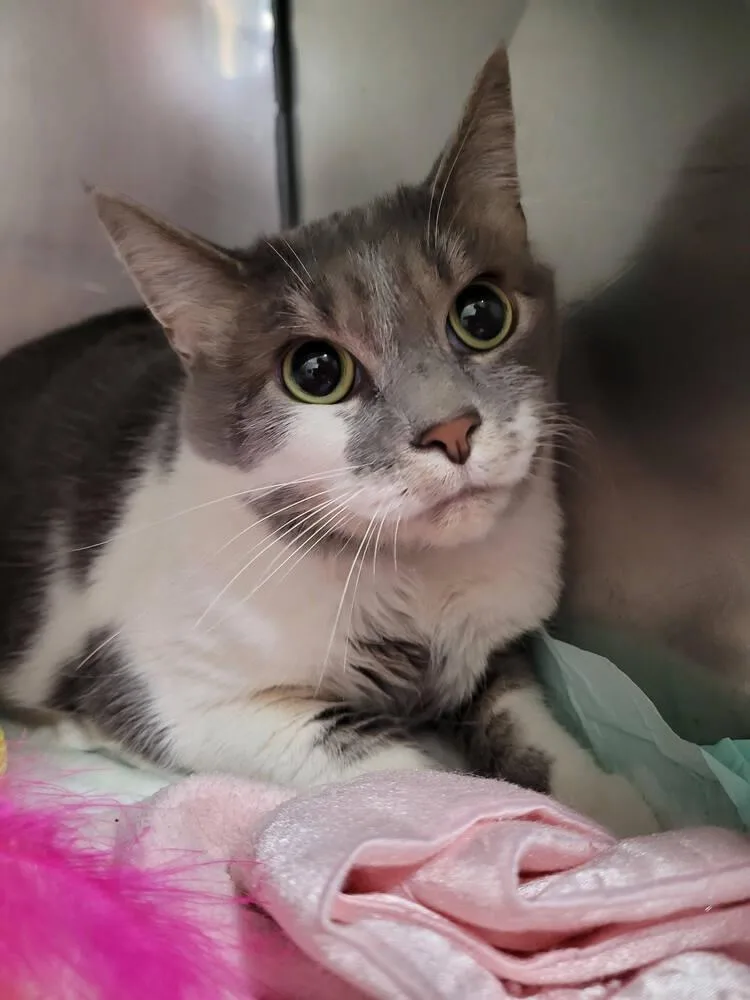 An adult small-sized female Gray & White Domestic Short Hair cat named Princess for adoption in Linton, IN