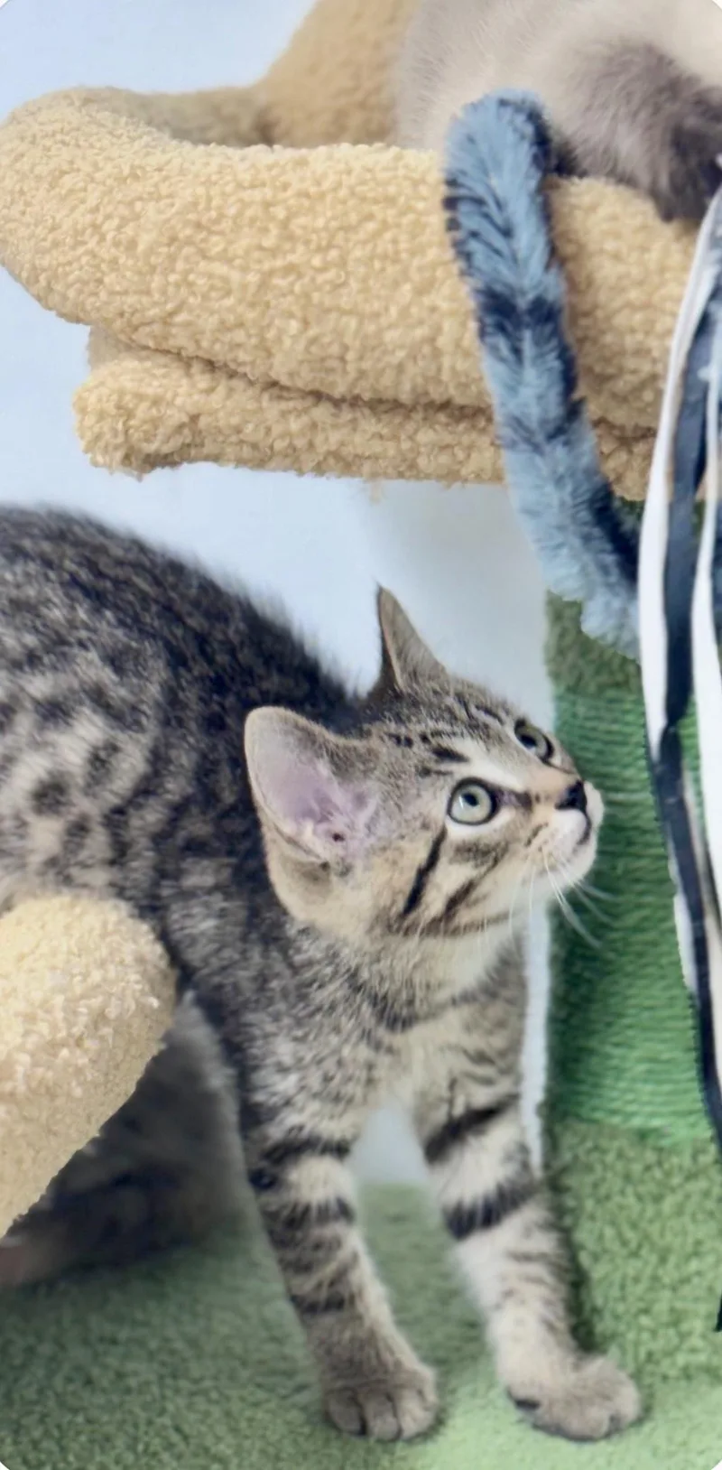A baby medium-sized male Tabby (Brown / Chocolate) Domestic Short Hair cat named Gary for adoption in Cincinnati, OH