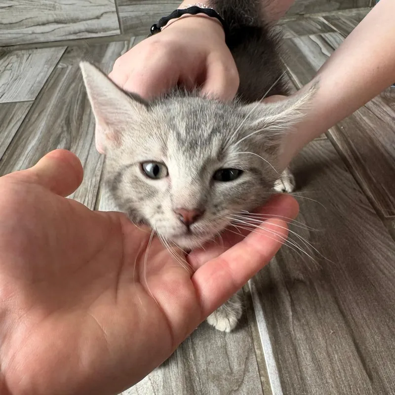 A baby small-sized male Gray / Blue / Silver Domestic Short Hair cat named Shawn Michaels for adoption in West Des Moines, IA