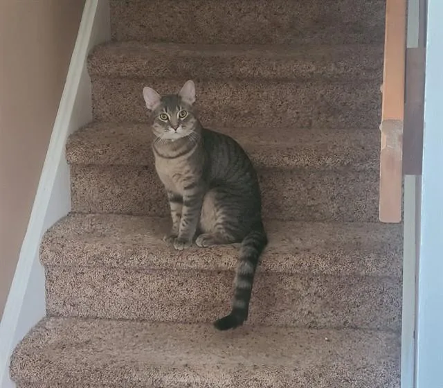 A young medium-sized male Domestic Short Hair cat named Orion for adoption in Colorado Springs, CO