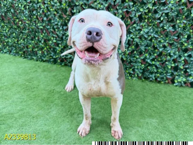 A young large-sized male Mixed Breed dog named Scrap for adoption in West Palm Beach, FL