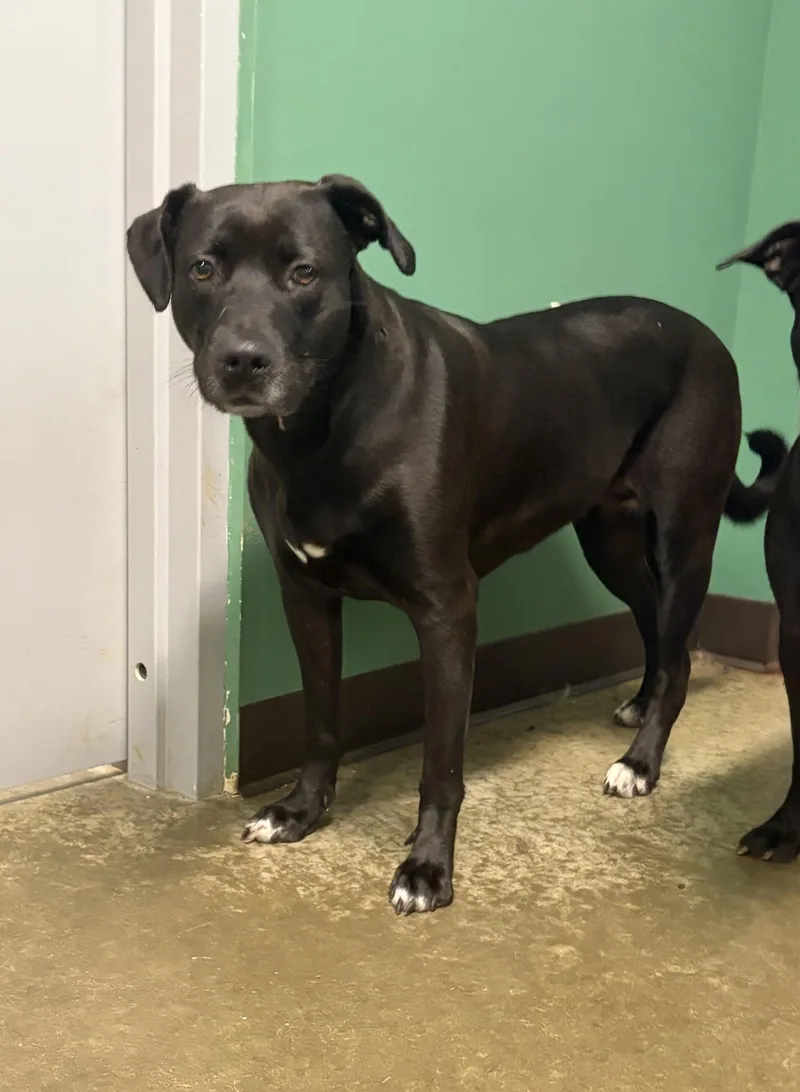 An adult large-sized female Black Pit Bull Terrier dog named Betty for adoption in Seneca, PA