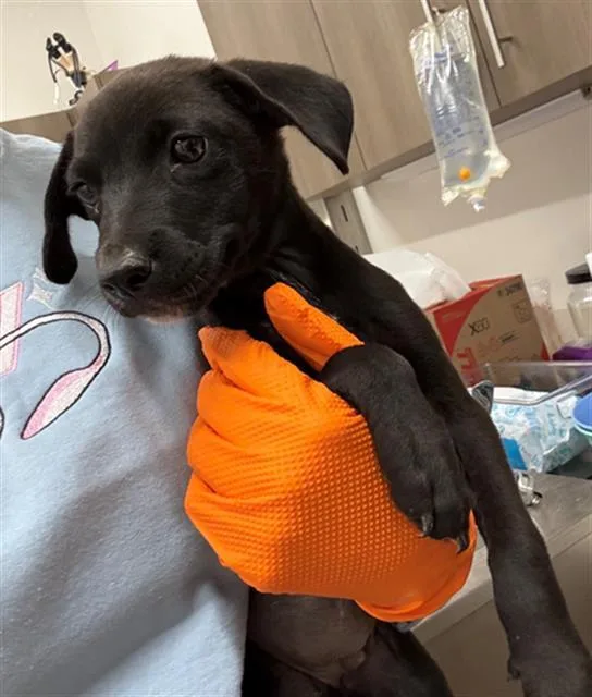 A baby small-sized female Pit Bull Terrier dog named Lily Rose for adoption in Baytown, TX