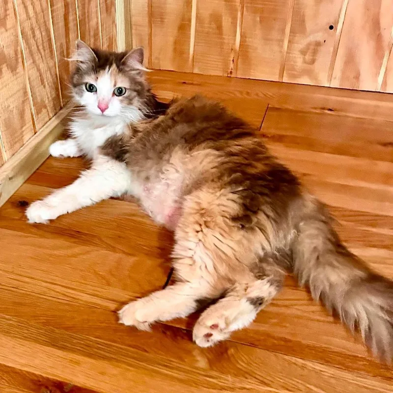 An adult large-sized female Calico Domestic Long Hair cat named Phaedra  in Baltimore for adoption in Alexandria, VA