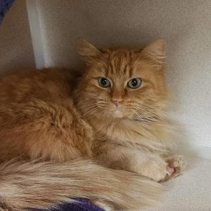Working Cat Crookshanks