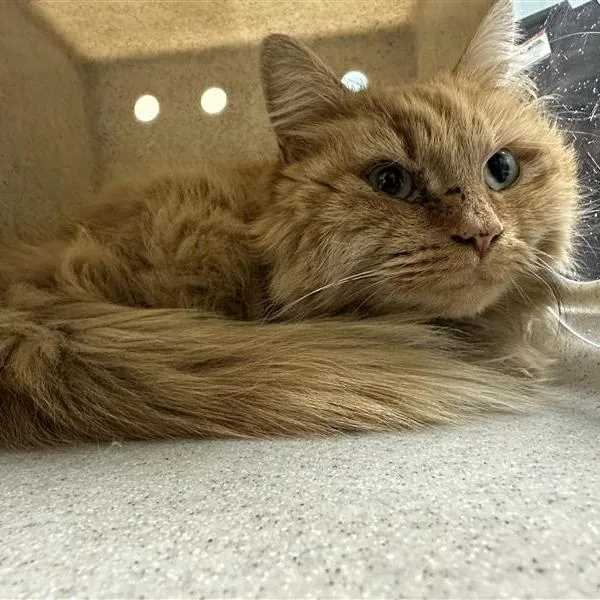 Working Cat Crookshanks thumbnail 2
