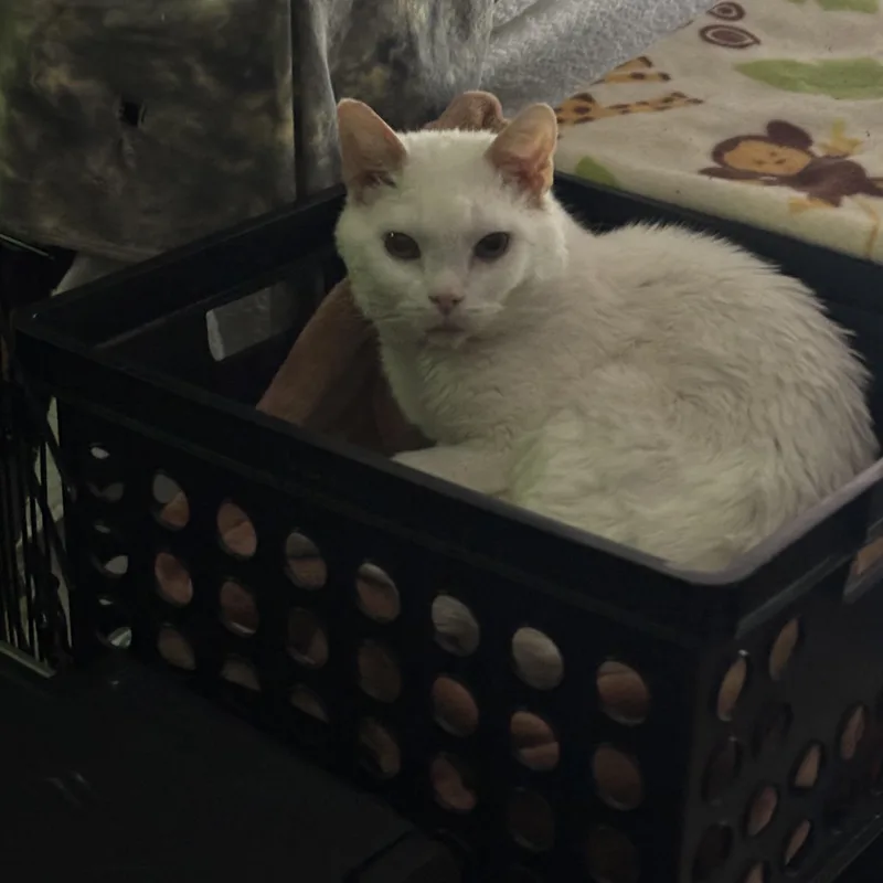 A senior medium-sized male White Domestic Short Hair cat named Gene for adoption in Pittsburgh, PA