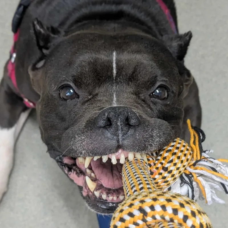 A senior medium-sized female Black English Bulldog dog named Dyna for adoption in Concord, NH