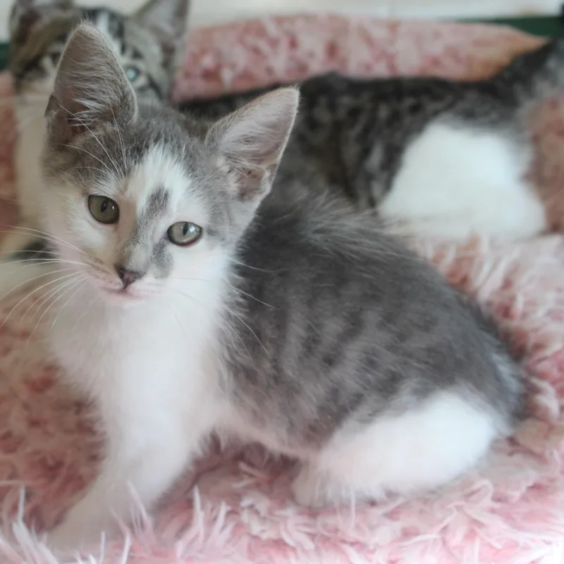 A baby medium-sized female Gray & White Domestic Short Hair cat named Dove for adoption in Huron, SD