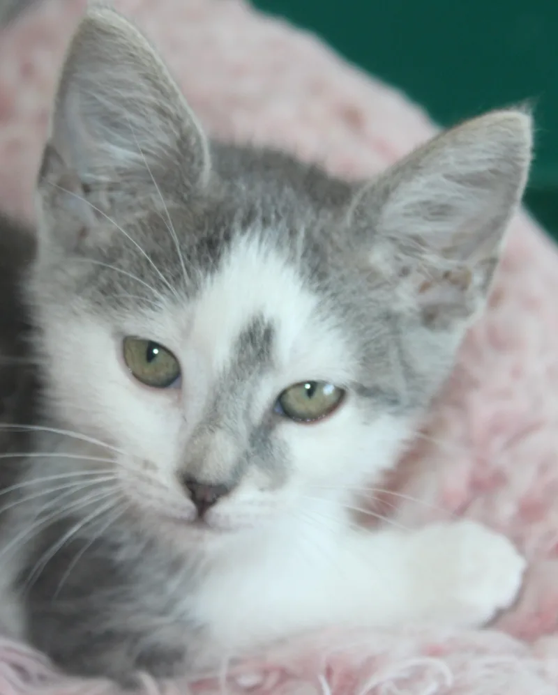 Dove thumbnail 2