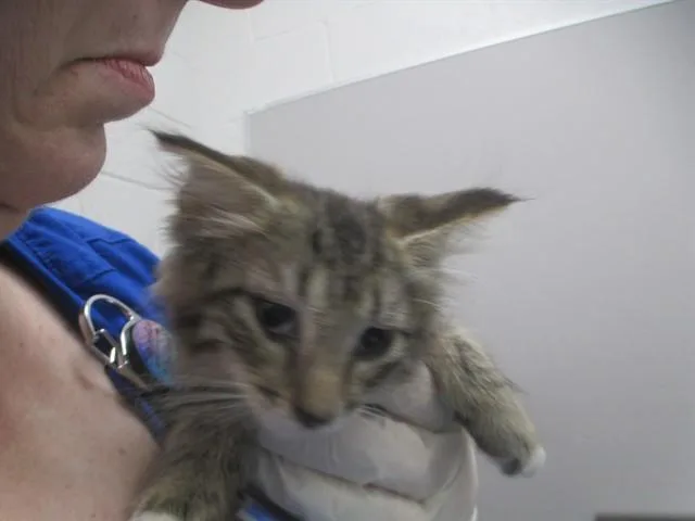 A baby small-sized female Domestic Short Hair cat named Tinker for adoption in Ocala, FL