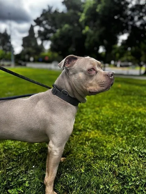 Enzo