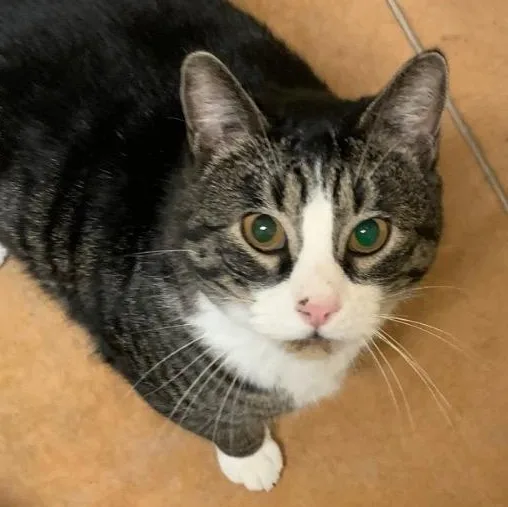 An adult medium-sized male Domestic Short Hair cat named Archie for adoption in Thayne, WY