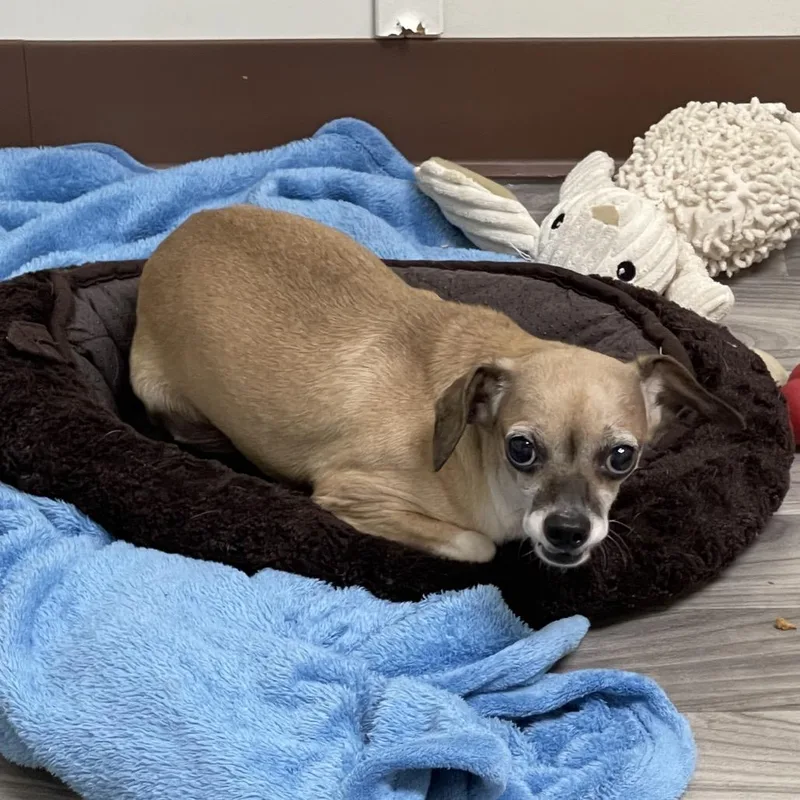 An adult small-sized male Yellow / Tan / Blond / Fawn Chihuahua dog named Baker for adoption in Graham, WA