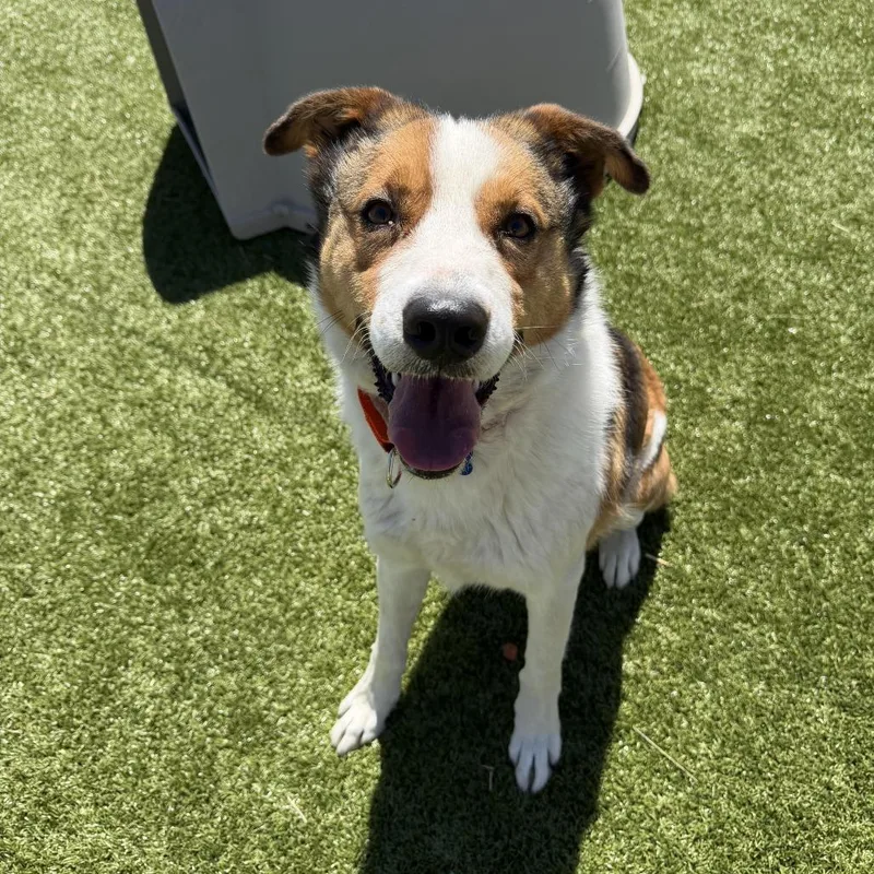 An adult medium-sized male Red / Chestnut / Orange Border Collie dog named Buddy for adoption in Cody, WY