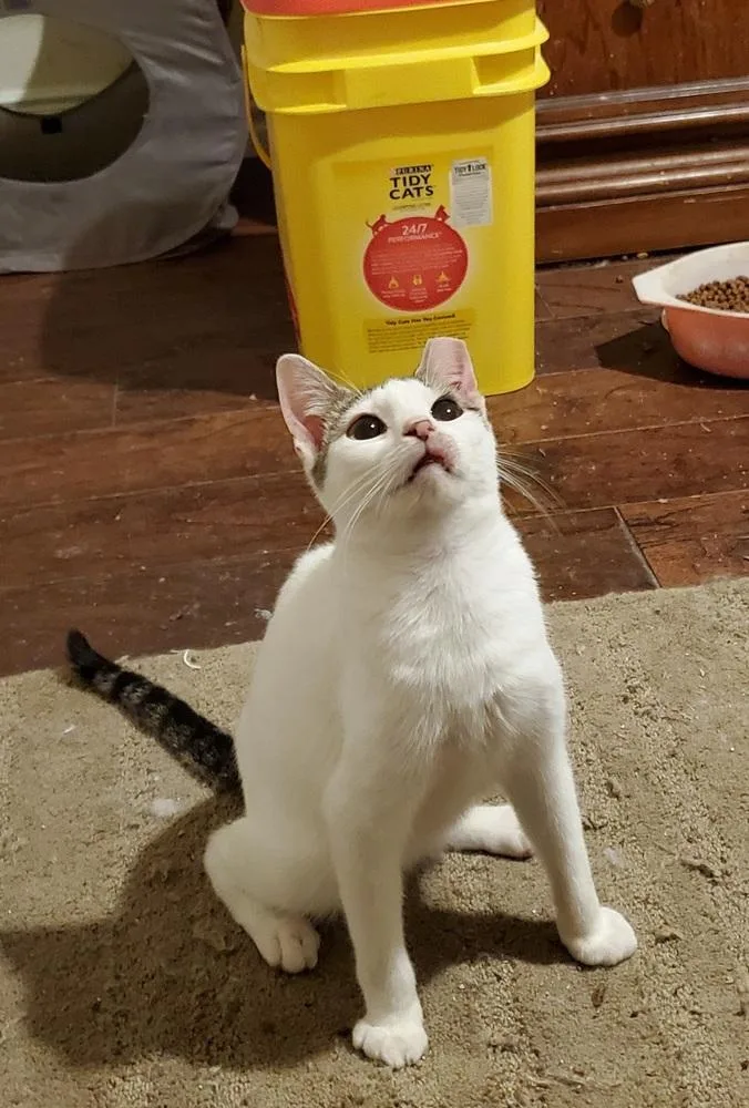 An adult medium-sized male Black & White / Tuxedo Domestic Short Hair cat named Rue Royal for adoption in Dallas, TX