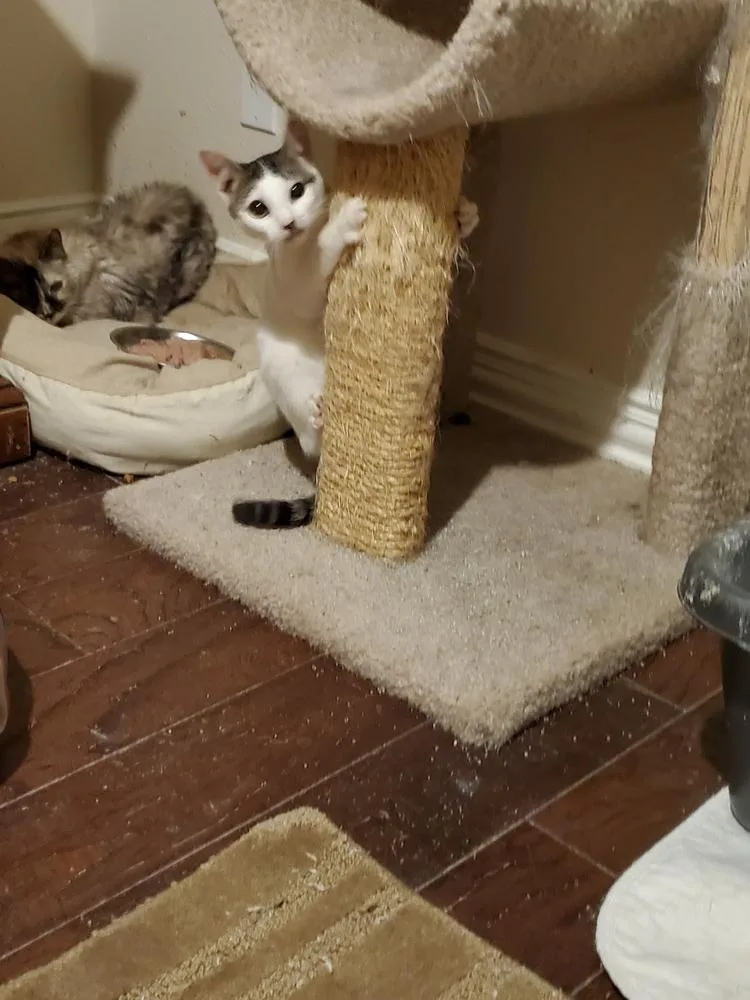 Rue Royal thumbnail 2