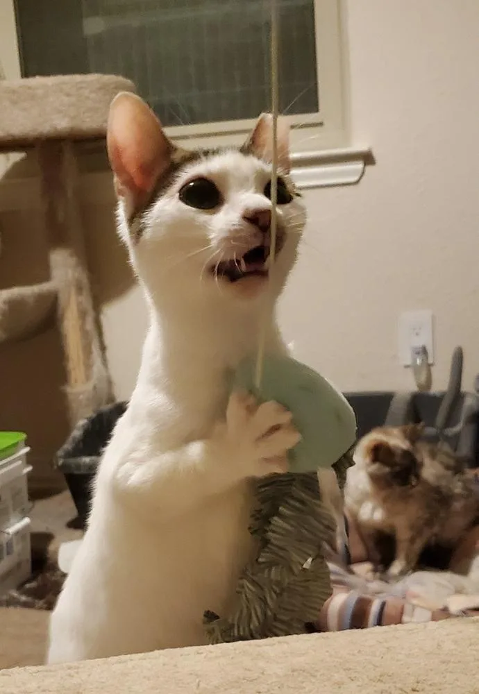 Rue Royal thumbnail 3