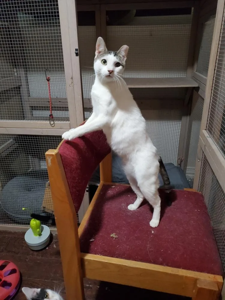 Rue Royal thumbnail 5