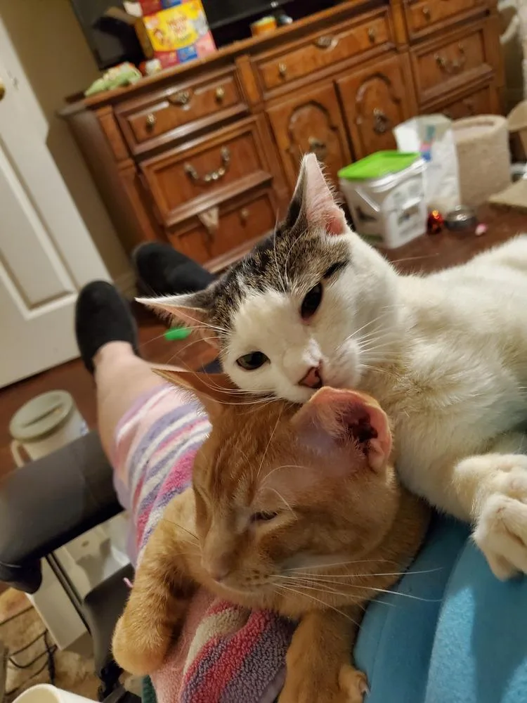 Rue Royal thumbnail 6