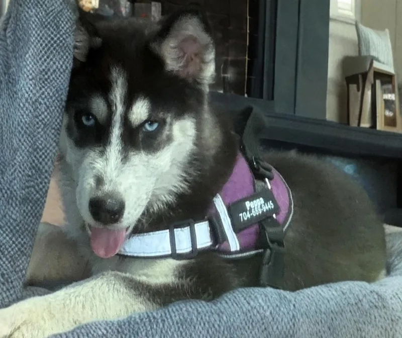 A baby medium-sized female Siberian Husky dog named Sasha Pup for adoption in Sumter, SC