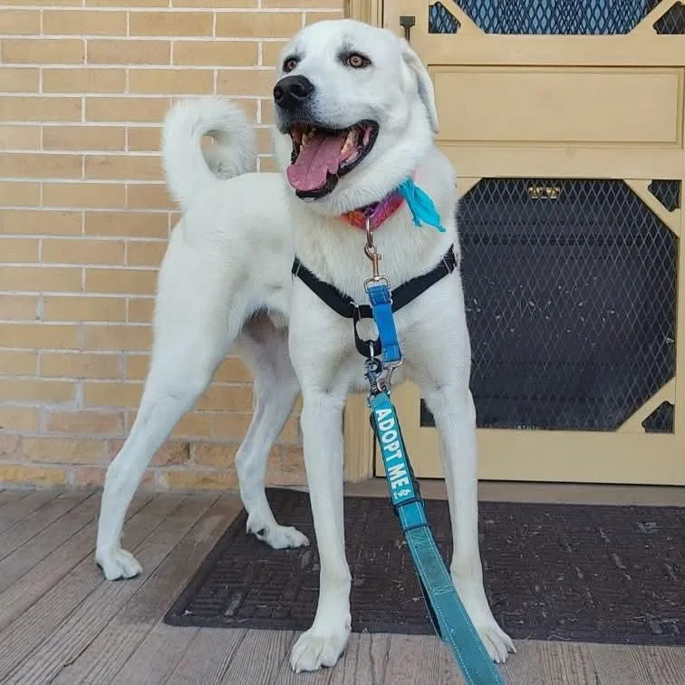 An adult large-sized male Akbash dog named Bo for adoption in Bountiful, UT