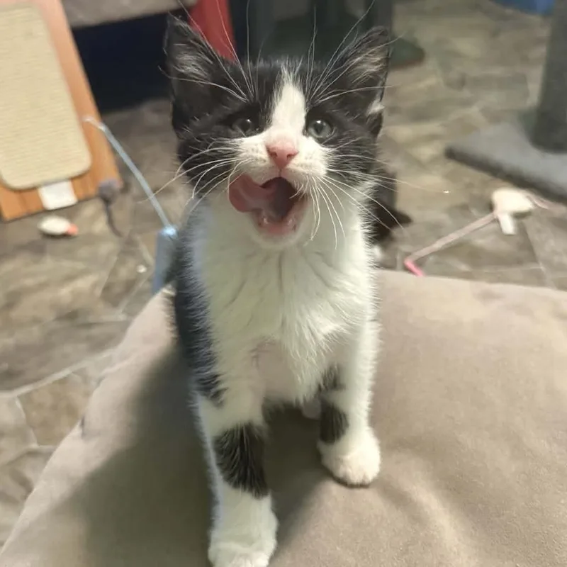 Lavender thumbnail 2